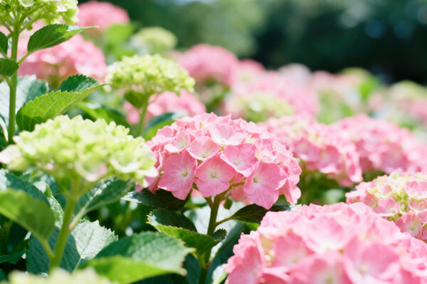 Arie kom vecht voor woonplek in camper te hazerswoude-dorp