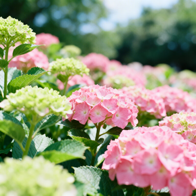 Arie kom vecht voor woonplek in camper te hazerswoude-dorp