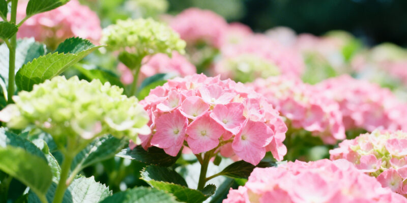 Arie kom vecht voor woonplek in camper te hazerswoude-dorp