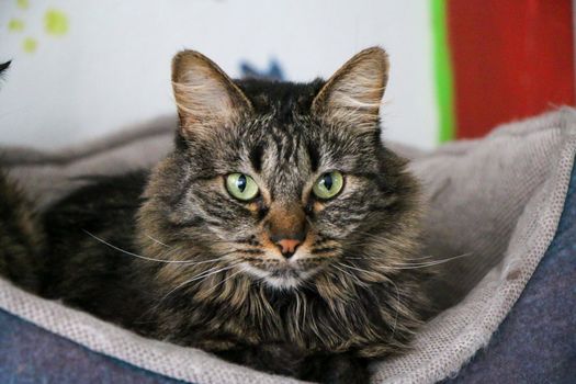 Wie is Gilbert Mackaaij? Waarom die naam online ineens opvalt in Leiden